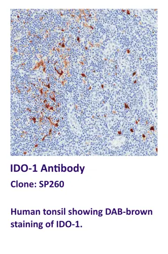 IDO-1 Antibody