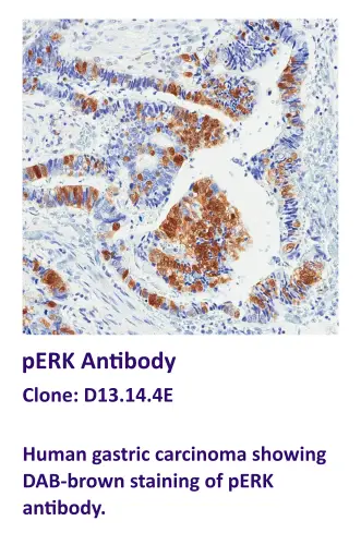pERK Antibody