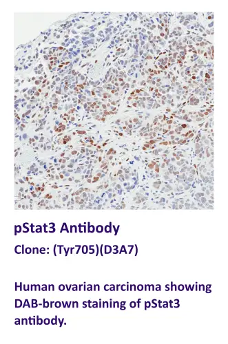 pStat3 Antibody