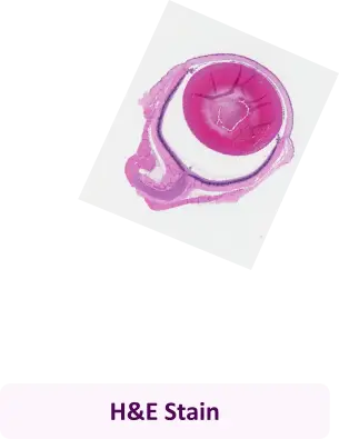 H&E Stain