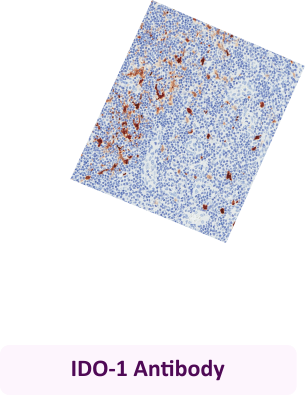 IDO-1 Antibody