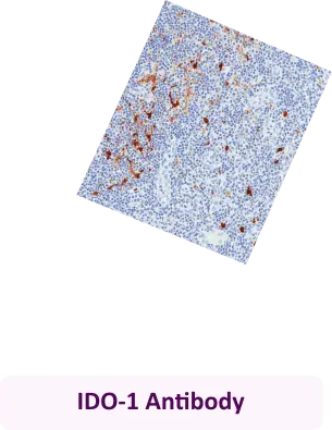 IDO-1 Antibody
