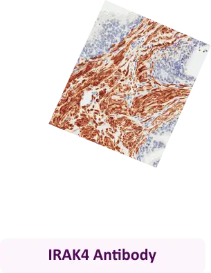 IRAK4 Antibody