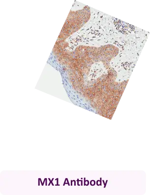 MX1 Antibody