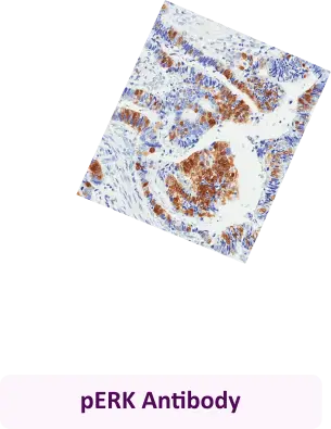 pERK Antibody