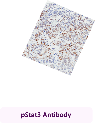 pStat3 Antibody