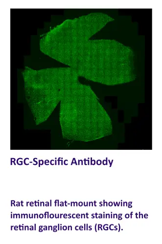 RGC-Specific Antibody